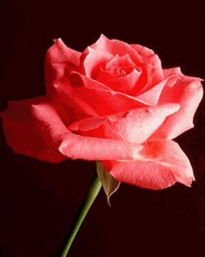 [img width=298 height=374]http://i529.photobucket.com/albums/dd333/Krabbelme/krabbelme1/vriendschap17.gif[/img]