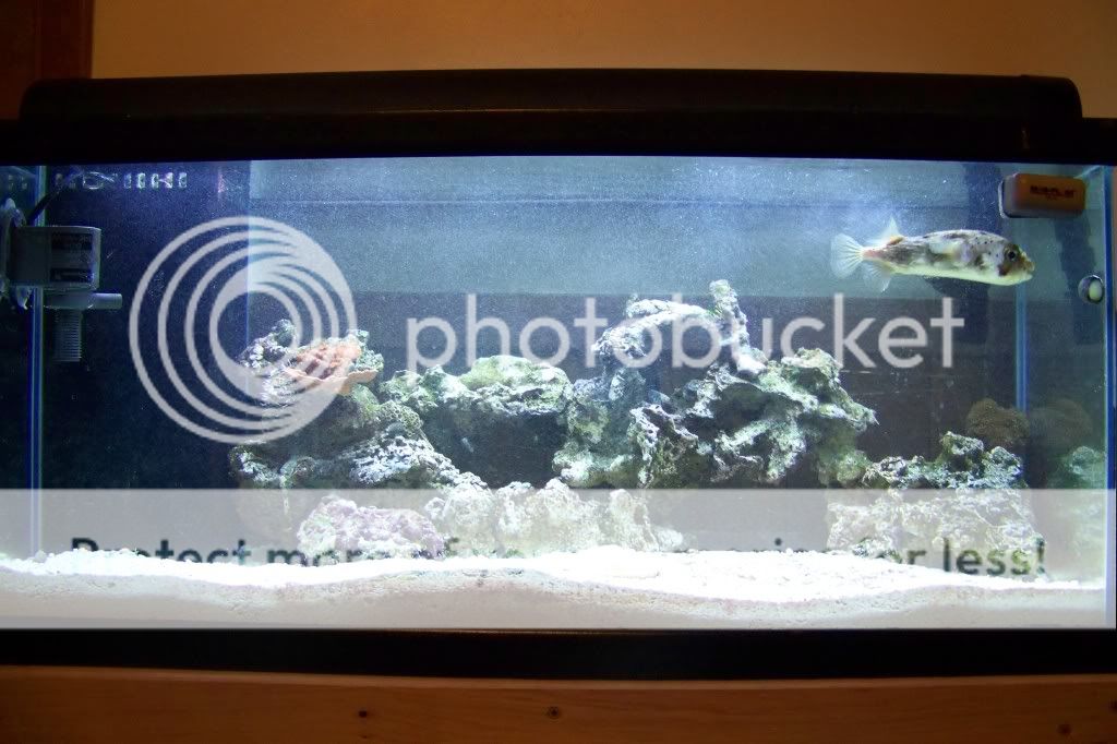 pics of the tank