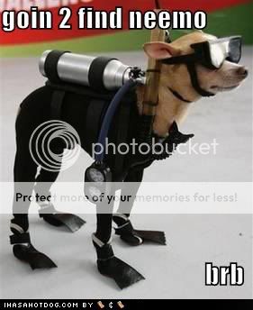 funny-dog-pictures-diving-suit-dog-find-nemo.jpg Pictures, Images and Photos