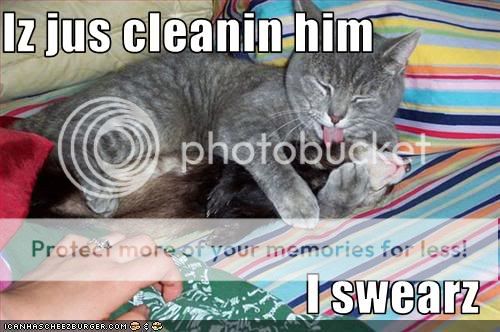 funny-pictures-cat-cleans-ferret.jpg