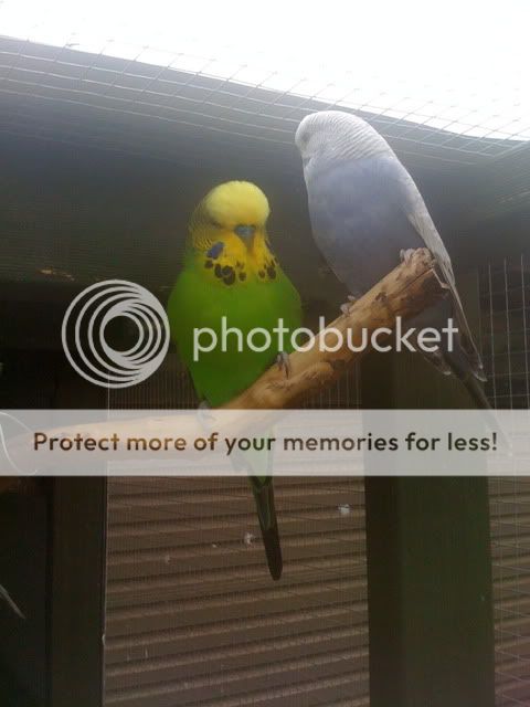 Aviarybudgies014.jpg?t=1266997232
