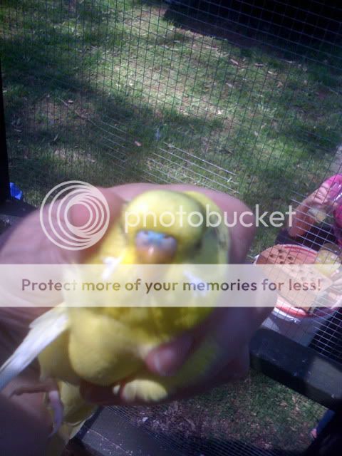 Aviarybudgies128.jpg?t=1267009327