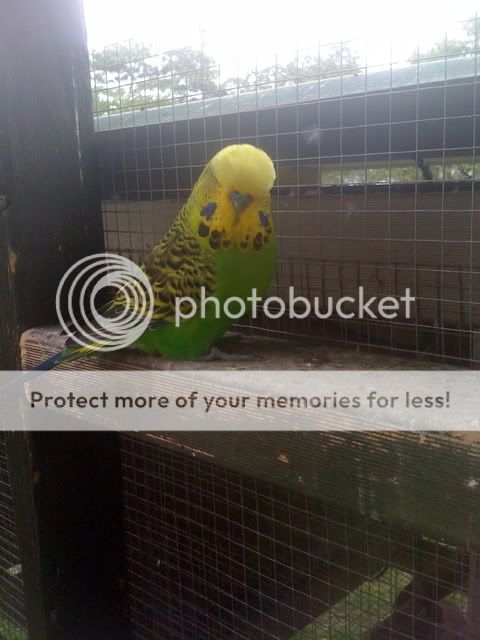 Aviarybudgies134.jpg?t=1267000648