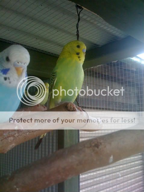 Budgies018.jpg?t=1262830526