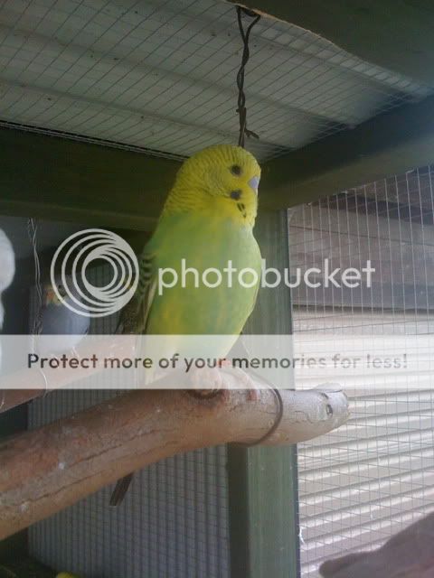 Budgies025.jpg?t=1262830639