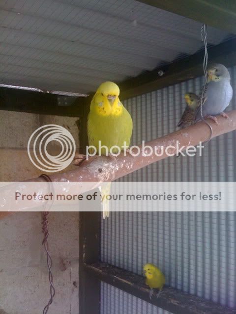 Budgies030.jpg?t=1267000852