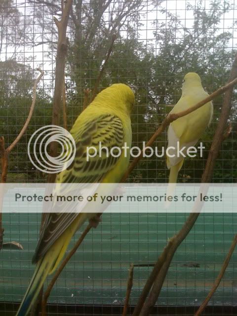 Budgies037.jpg?t=1262830719