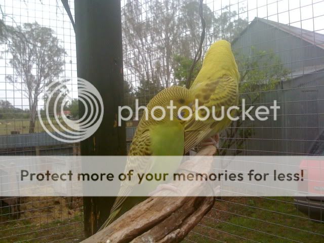 Budgies038.jpg?t=1262830777