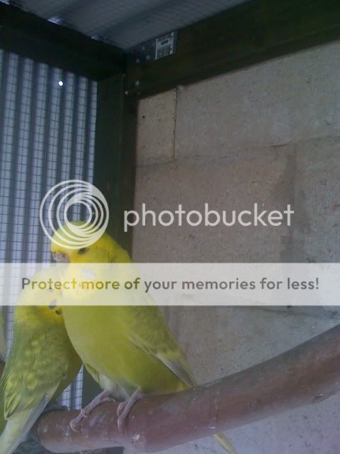 Budgies040.jpg?t=1262829652