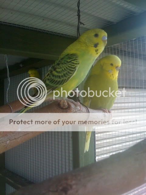 Budgies041.jpg?t=1262829682