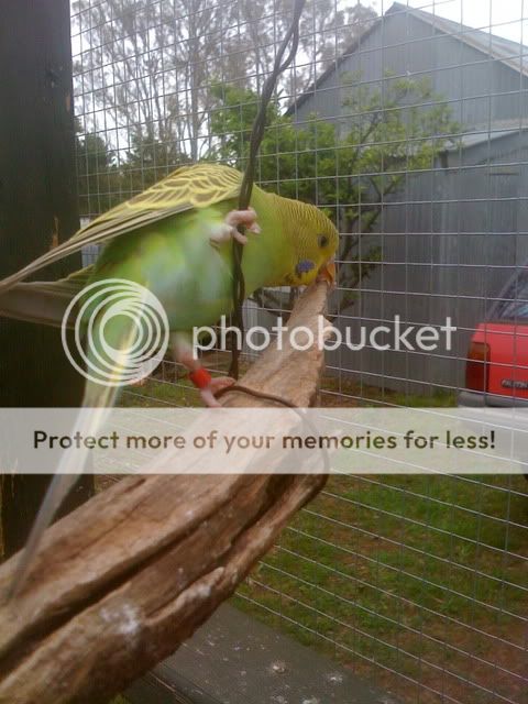 Budgies061.jpg?t=1262830825