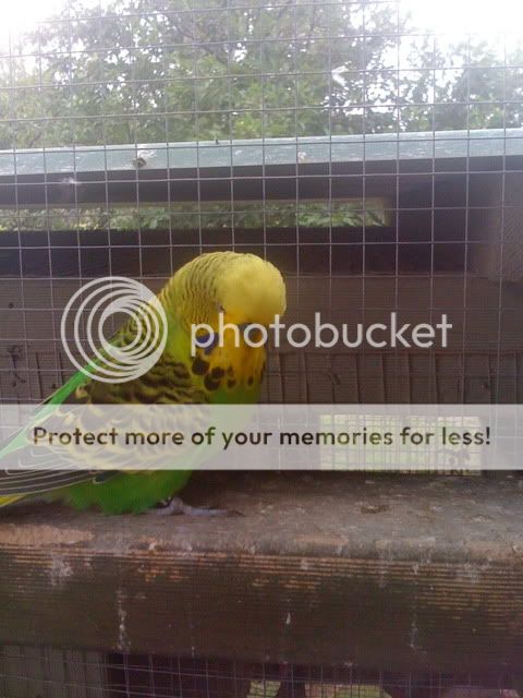 Budgies062.jpg?t=1262829483