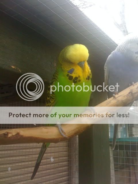 Budgies071.jpg?t=1262829423