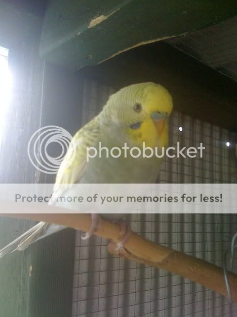 Budgies238.jpg?t=1262916331