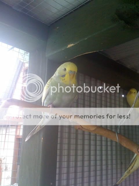 Budgies261.jpg?t=1262916404