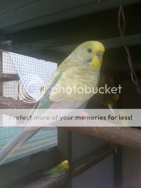 Budgies365.jpg?t=1262916442