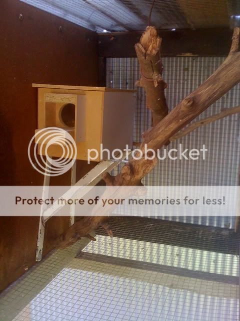 CopyofAviarybudgies089.jpg?t=1267003704