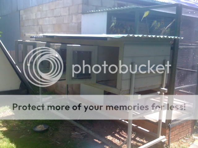 CopyofAviarybudgies191.jpg?t=1267003318