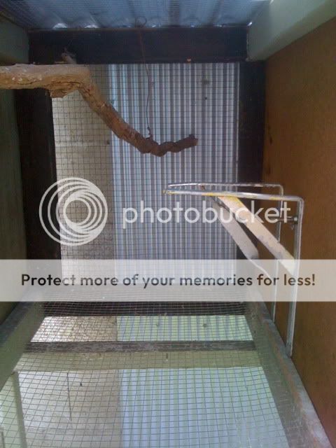 CopyofAviarybudgies224.jpg?t=1267003460