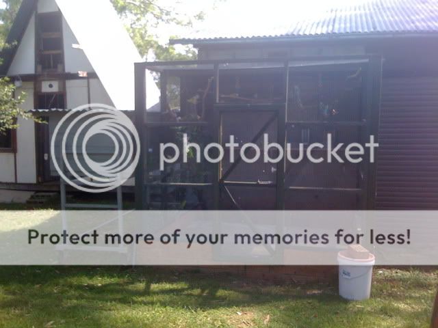 CopyofAviarybudgies235.jpg?t=1267004100