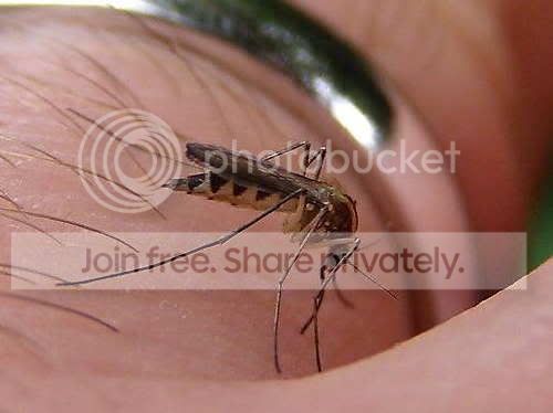 Picadura Mosquito