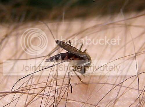 Picadura Mosquito