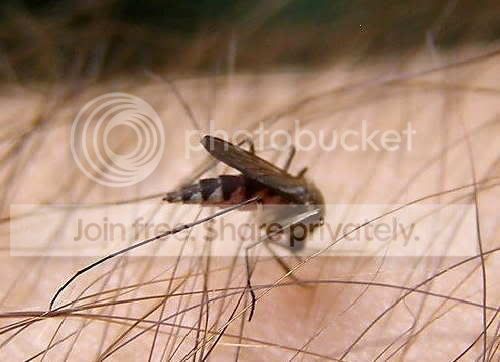 Picadura Mosquito