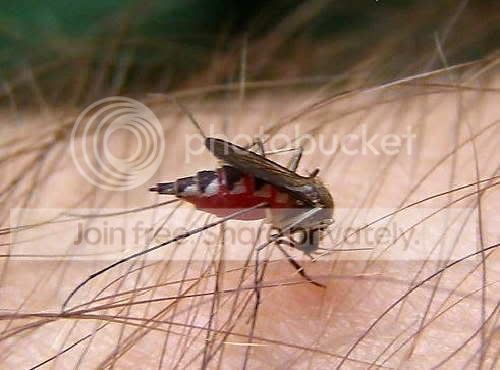 Picadura Mosquito