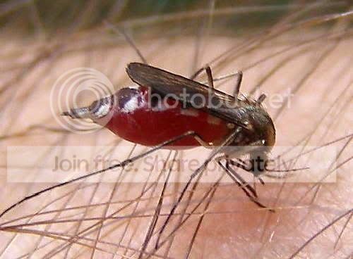 Picadura Mosquito