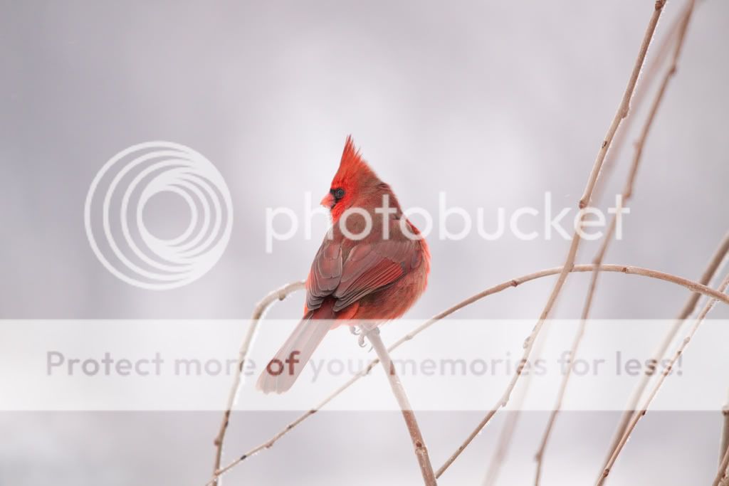 IMAGE: http://i529.photobucket.com/albums/dd337/cjs-photos/Birds/IMG_6455-Edit.jpg