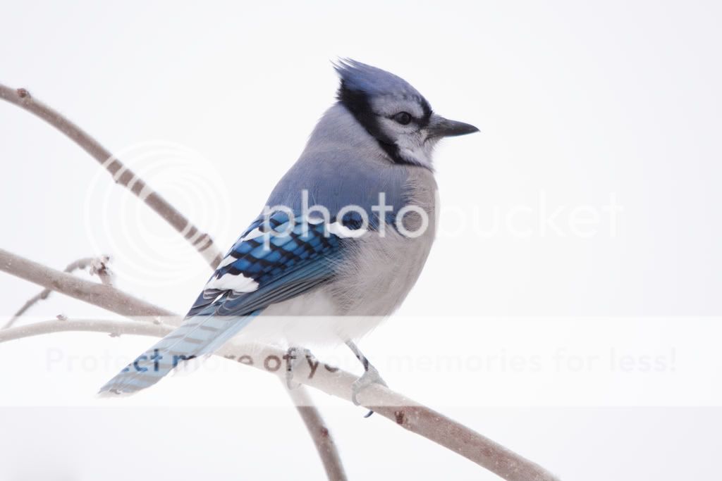 IMAGE: http://i529.photobucket.com/albums/dd337/cjs-photos/Birds/IMG_6481-Edit.jpg