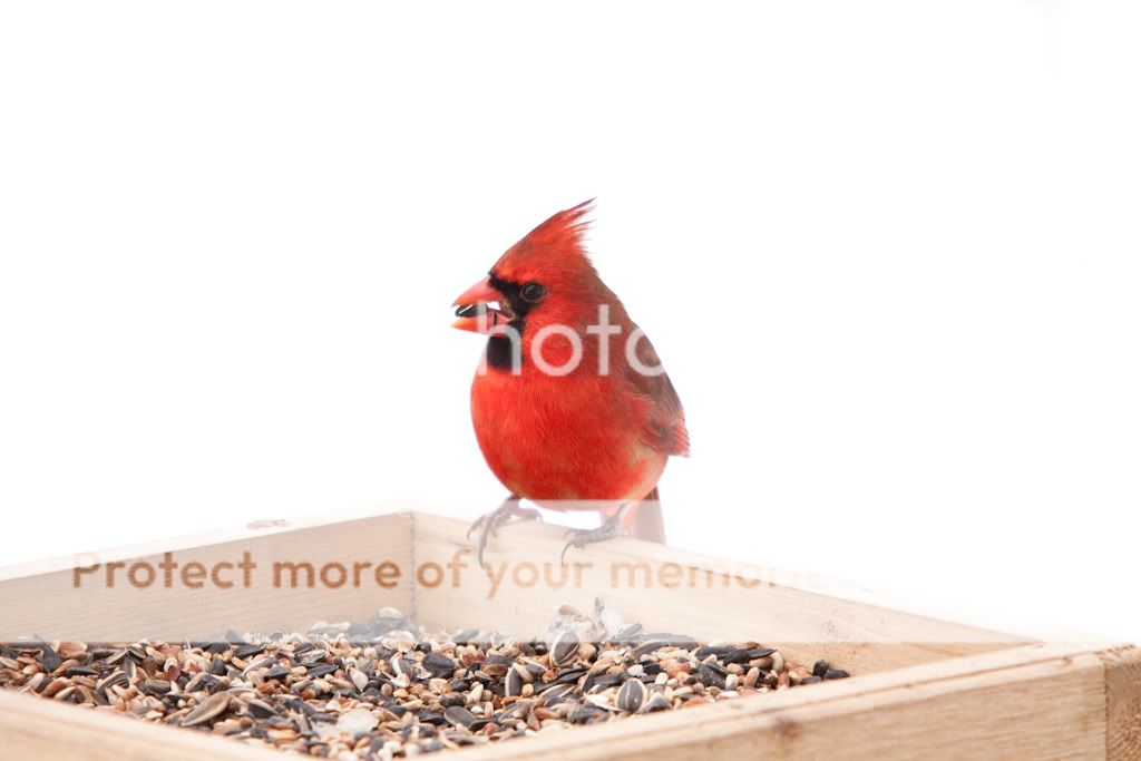 IMAGE: http://i529.photobucket.com/albums/dd337/cjs-photos/Birds/IMG_6497-Edit.jpg