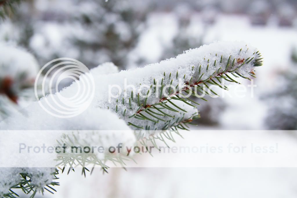 IMAGE: http://i529.photobucket.com/albums/dd337/cjs-photos/IMG_4537-Edit.jpg