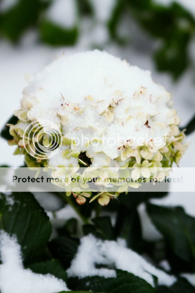 IMAGE: http://i529.photobucket.com/albums/dd337/cjs-photos/IMG_4546-2-Edit.jpg