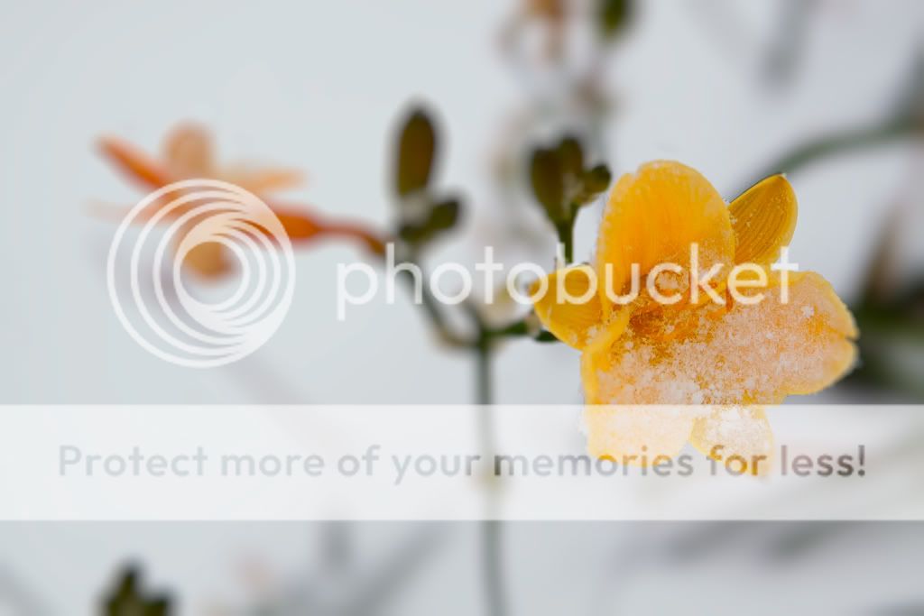 IMAGE: http://i529.photobucket.com/albums/dd337/cjs-photos/IMG_4581-Edit.jpg