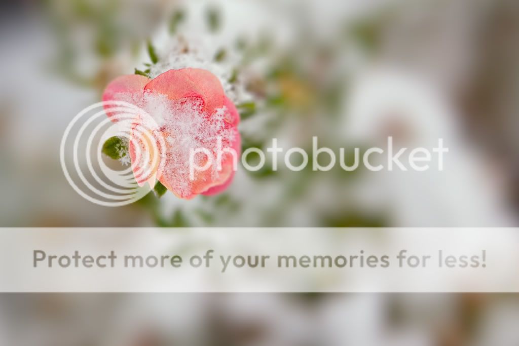 IMAGE: http://i529.photobucket.com/albums/dd337/cjs-photos/IMG_4582-Edit.jpg