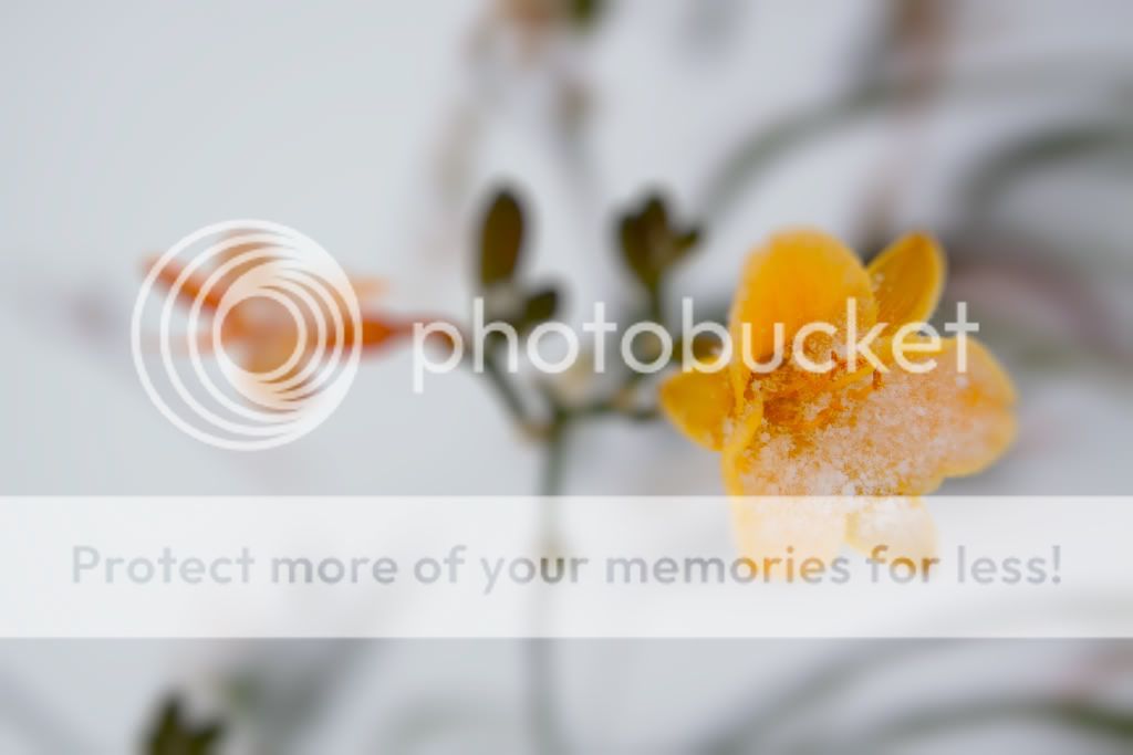 IMAGE: http://i529.photobucket.com/albums/dd337/cjs-photos/IMG_4594-Edit.jpg