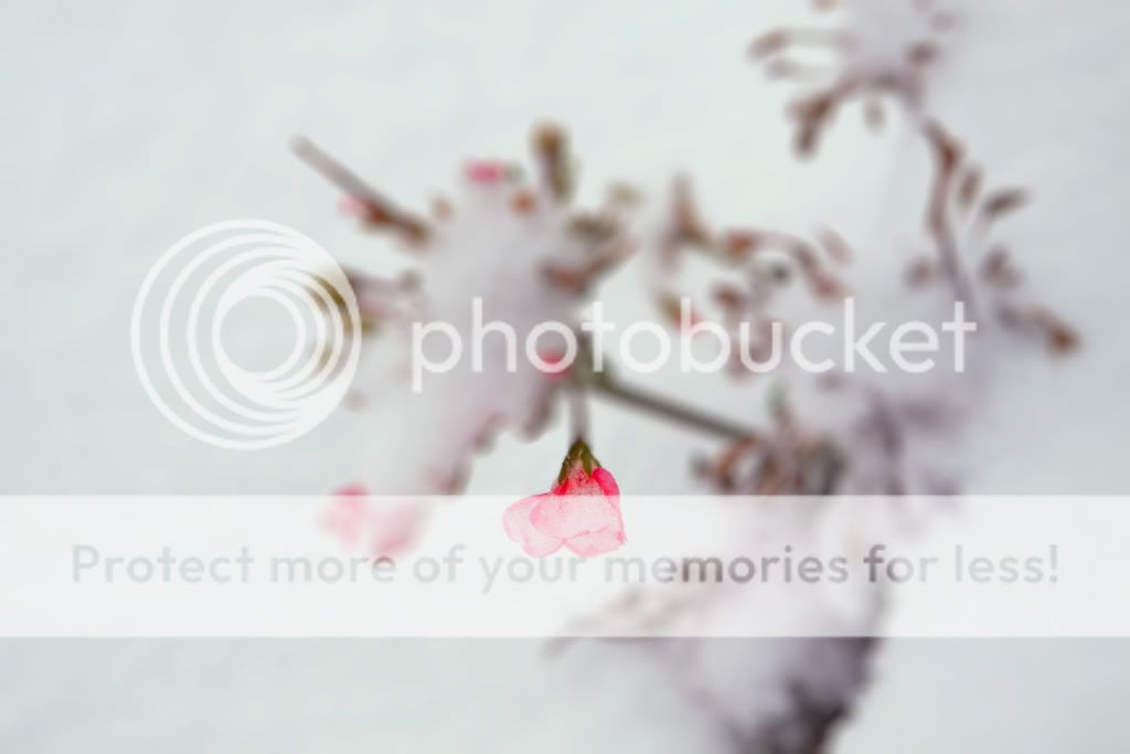 IMAGE: http://i529.photobucket.com/albums/dd337/cjs-photos/IMG_4602-Edit.jpg