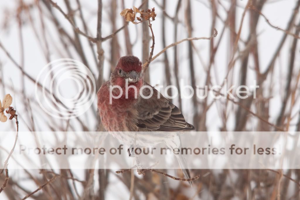 IMAGE: http://i529.photobucket.com/albums/dd337/cjs-photos/IMG_6240-Edit.jpg