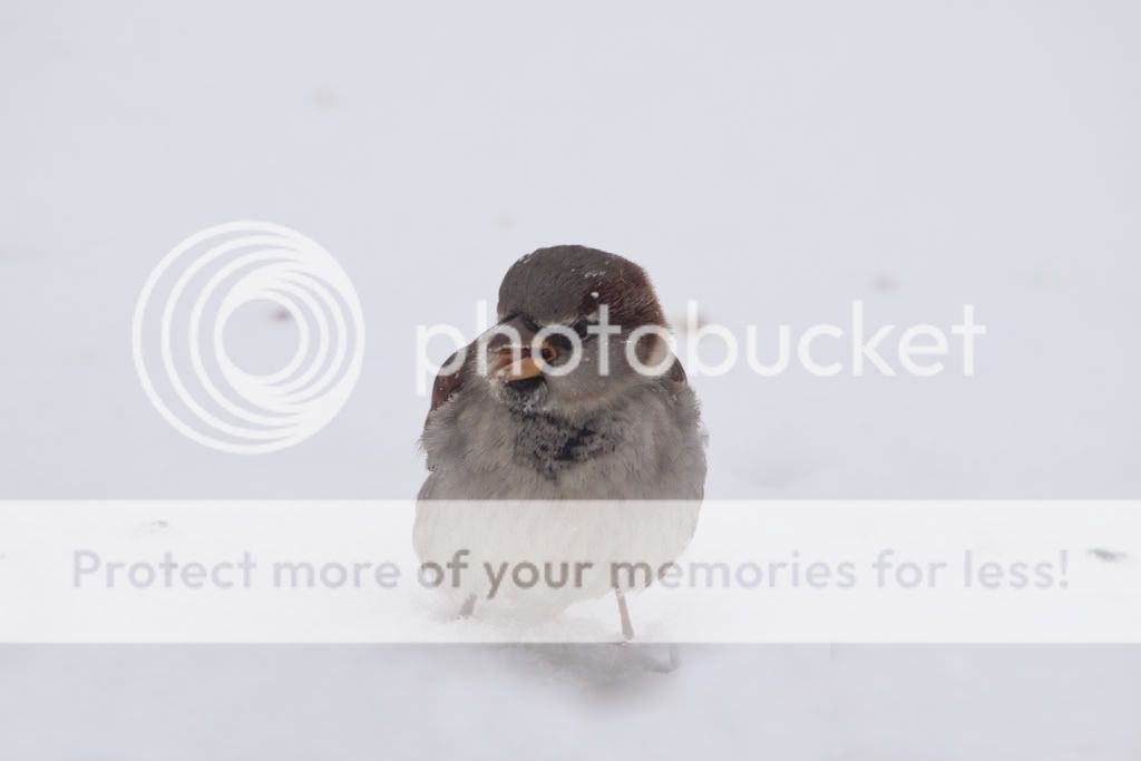 IMAGE: http://i529.photobucket.com/albums/dd337/cjs-photos/IMG_6273-Edit.jpg