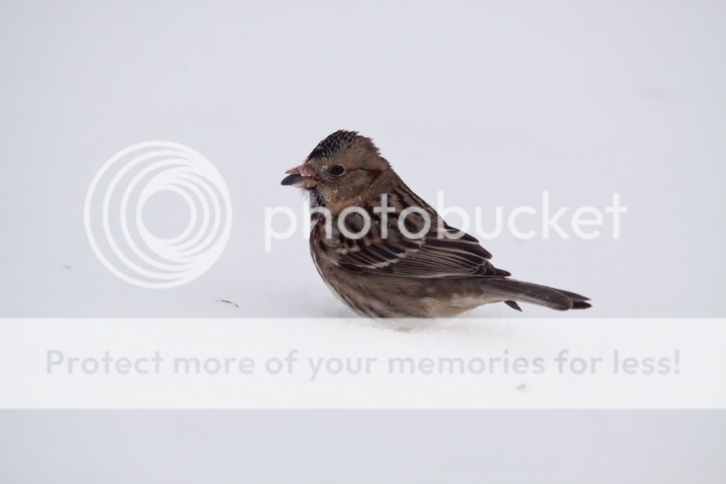 IMAGE: http://i529.photobucket.com/albums/dd337/cjs-photos/IMG_6283.jpg