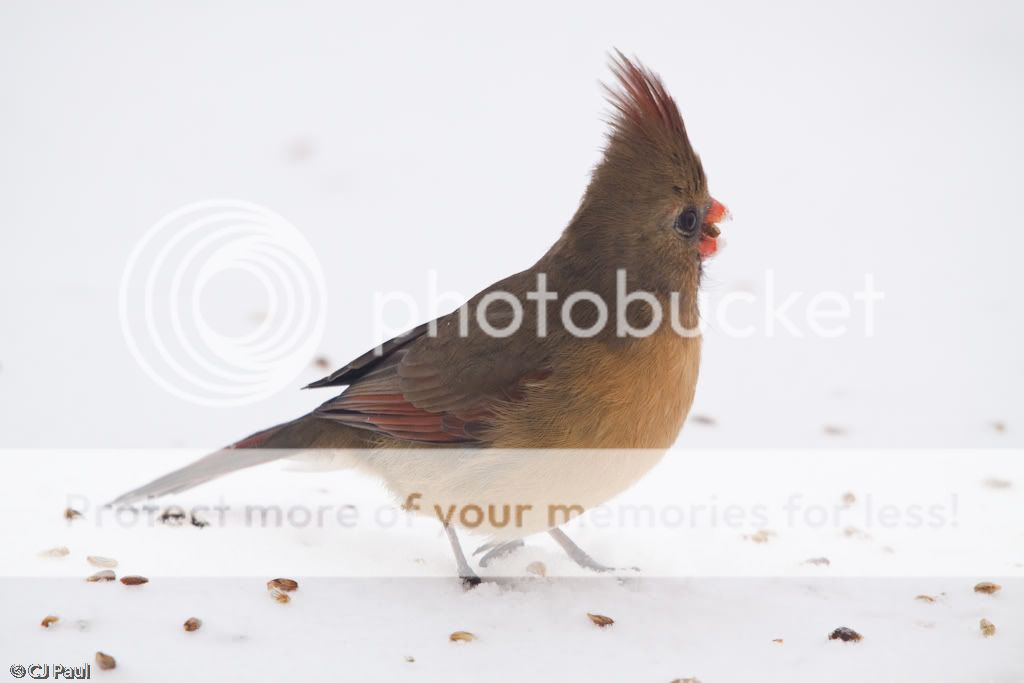 IMAGE: http://i529.photobucket.com/albums/dd337/cjs-photos/IMG_6288-Edit.jpg