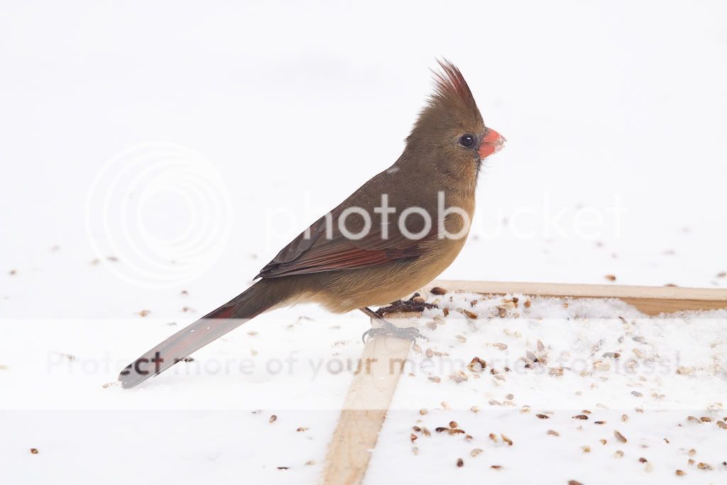 IMAGE: http://i529.photobucket.com/albums/dd337/cjs-photos/IMG_6290-Edit.jpg