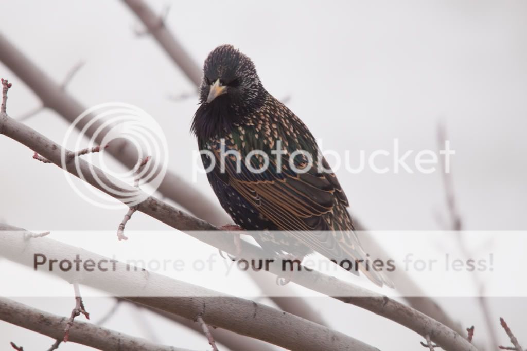 IMAGE: http://i529.photobucket.com/albums/dd337/cjs-photos/IMG_7179.jpg