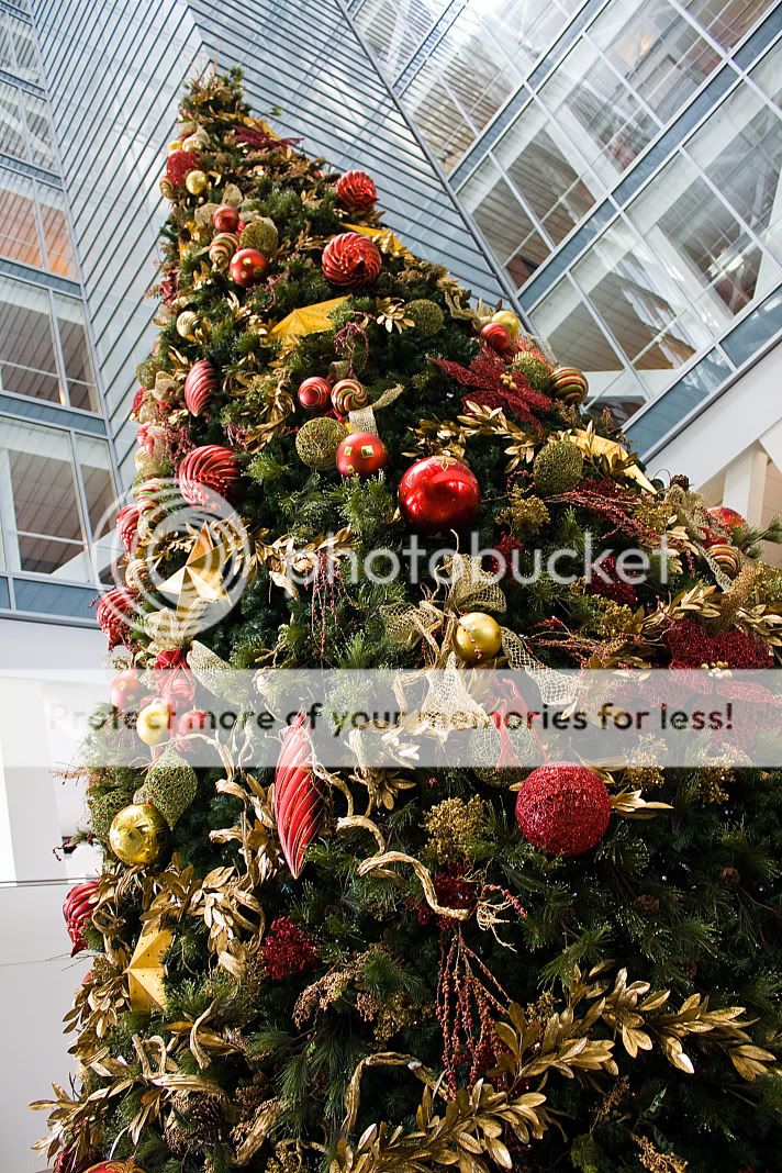 IMAGE: http://i529.photobucket.com/albums/dd337/cjs-photos/UPTree.jpg