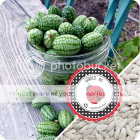 Cà Chua Đen, Cà Chua Beefsteak, Dưa Chuột Tí Hon, Cải Kale, Ớt Mexico...giống Mỹ 100% - 7