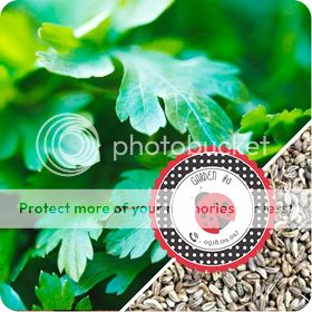 Cà Chua Đen, Cà Chua Beefsteak, Dưa Chuột Tí Hon, Cải Kale, Ớt Mexico...giống Mỹ 100% - 8