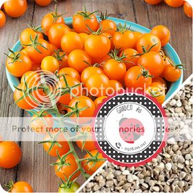 Cà Chua Đen, Cà Chua Beefsteak, Dưa Chuột Tí Hon, Cải Kale, Ớt Mexico...giống Mỹ 100% - 9