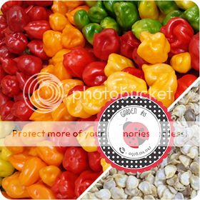 Cà Chua Đen, Cà Chua Beefsteak, Dưa Chuột Tí Hon, Cải Kale, Ớt Mexico...giống Mỹ 100% - 10