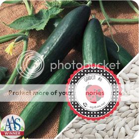 Cà Chua Đen, Cà Chua Beefsteak, Dưa Chuột Tí Hon, Cải Kale, Ớt Mexico...giống Mỹ 100% - 11